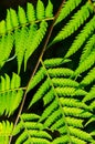 Fern in sunlight on dark background