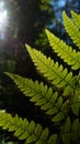 Fern Royalty Free Stock Photo