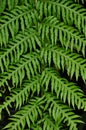 Fern