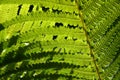 Fern texture