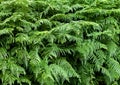 Fern texture background 1 Royalty Free Stock Photo