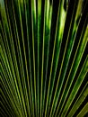 Fern Texture with green and black. Royalty Free Stock Photo