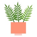 Fern with three leaves in pink square flower pot