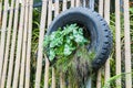 fern in tire on bamboo wall