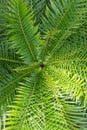 Fern Royalty Free Stock Photo