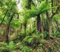 Fern tree Royalty Free Stock Photo