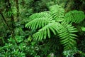Fern tree in Cloud forest Royalty Free Stock Photo