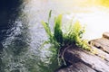 Fern growth on wood with water in a garden Royalty Free Stock Photo