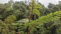 This fern tree grows in the middle of the forest, very beautiful, reminiscent of the ancient dinosaurs Royalty Free Stock Photo