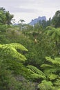 Fern Tree jungle, New Zealand Royalty Free Stock Photo