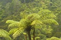 Fern Tree jungle, New Zealand