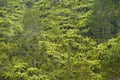 Fern Tree jungle, New Zealand Royalty Free Stock Photo