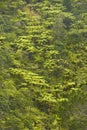 Fern Tree jungle, New Zealand Royalty Free Stock Photo