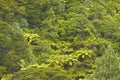 Fern Tree jungle, New Zealand Royalty Free Stock Photo