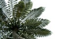 Fern tree leaves