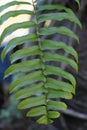 Fern tree leaves 7 Royalty Free Stock Photo