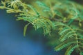 Fern tree leaves with clear blue background Royalty Free Stock Photo