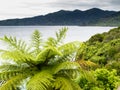 Fern tree Marlborough Sounds landscape New Zealand