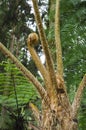 Fern Tree with a new frond