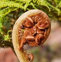 Fern Tree new leaf curl Royalty Free Stock Photo