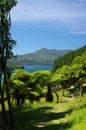 Fern Tree path in Marlborough Sounds New Zealand Royalty Free Stock Photo