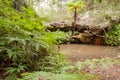 Fern Tree Pool Cania Gorge Queensland Australia Royalty Free Stock Photo