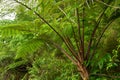 Fern tree from side view Royalty Free Stock Photo