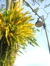 Fern on a tree trunk with lamp post in background and sky Royalty Free Stock Photo