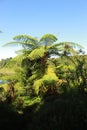 fern trees, tropical forest rare plant, with blue sky background photo image Royalty Free Stock Photo