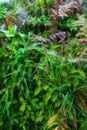 Fern and tropical plants in the garden on a sunny day. Various green shrubs in the jungle with foliage and mixed plant