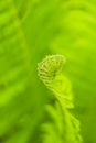 Fern uncurling against soft green background