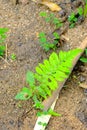 Fern, Undergrowth, green fern on clearing with light in the forest Royalty Free Stock Photo