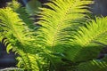 Fern unfurling in spring with blurred background, sunlight. Delicate green natural background, fern shoots. Polypodiopsida,