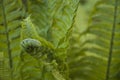 Fern unrolling new frond Royalty Free Stock Photo