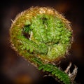 Fern unrolling a young frond