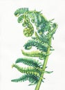 A fern unrolling a young frond. Polypodiopsida. Hand drawn watercolor painting. Royalty Free Stock Photo