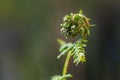 Fern unrolling a young frond with sori on the underside, macro shot in the nature against a green background, copy space, selected Royalty Free Stock Photo