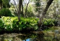 Fern up to 120 cm high with large sword shaped leaves arranged in a funnel shaped rosette. upright fans of fresh green leaves. The