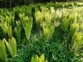 Fern up to 120 cm high with large sword shaped leaves arranged in a funnel shaped rosette. upright fans of fresh green leaves.