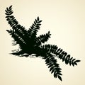 Fern. Vector drawing