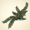 Fern. Vector drawing