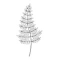 Fern vector sketch outline illustration. Forest leaf greenery background Royalty Free Stock Photo