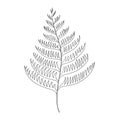 Fern vector sketch outline illustration. Forest leaf greenery background Royalty Free Stock Photo