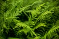 Fern Royalty Free Stock Photo