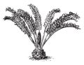 Fern vintage illustration