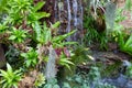 Fern was born near the waterfall.