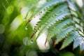 Fern with Water Drops Royalty Free Stock Photo