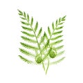 Fern watercolor illustration. Forest wild green natural plant hand drawn image. Evergreen stems with leaves and sprouts. Isolated Royalty Free Stock Photo
