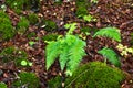 Fern in a wet forest Royalty Free Stock Photo