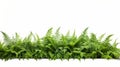 Fern Plants On White Background - High Resolution Stock Photo